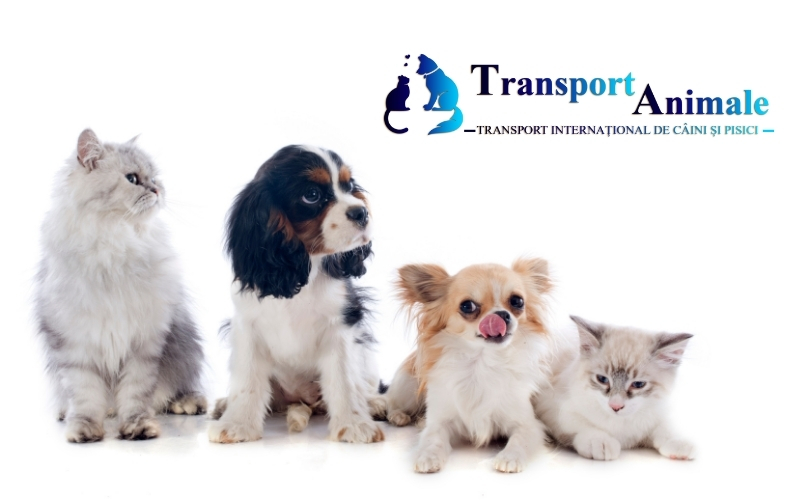 transport animale